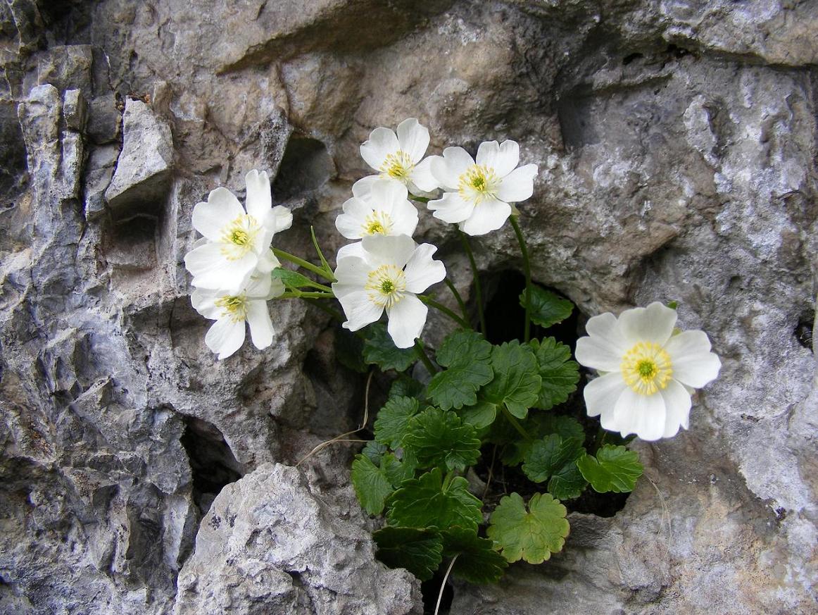 Le rupi fiorite del Garda